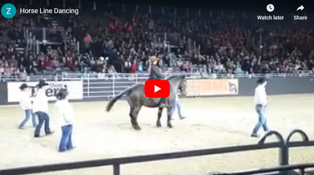 Horse Line Dancing